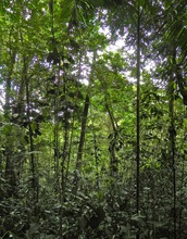 An 18-year-old second-growth wet tropical forest in Costa Rica that was once a pasture.